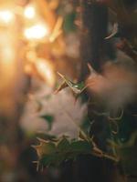 close-up de arbustos de azevinho foto