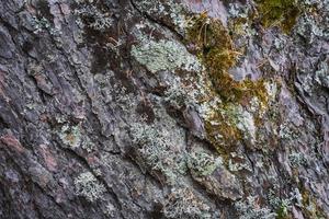 textura da casca de um velho pinheiro foto