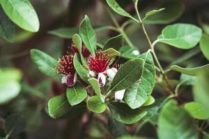 flores vermelhas exóticas de goiaba abacaxi foto