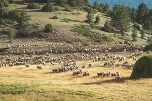 rebanho de ovelhas pastando no campo foto