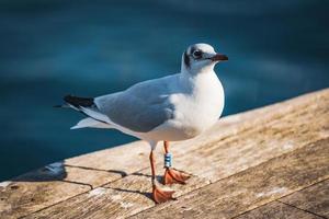 pequeno espécime de gaivota de cabeça preta em sua plumagem de inverno foto