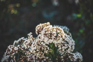 flores e botões de um arbusto de viburnum tinus foto