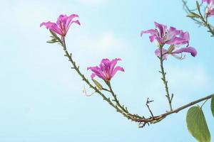 lindo bauhinia purpurea flor flor em árvore dentro a jardim em brilhante azul céu foto