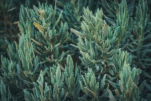 folhas verdes de lavanda doce foto