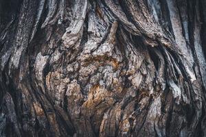 textura da casca de uma árvore pagode foto