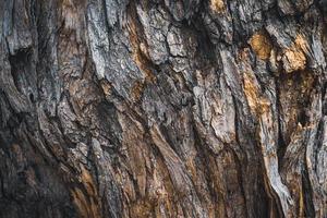 textura da casca de uma árvore pagode foto