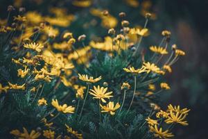 flores e botões de margaridas amarelas foto