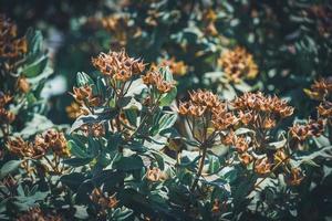 frutas e folhas verdes de um arbusto de esteva foto