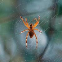 aranha em a aranha rede esperando para caçar foto