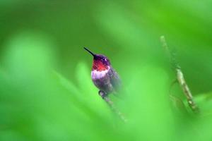 colibri em guarda foto