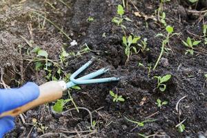 jardim ferramenta fechar dentro mão imerso dentro a chão. terra afofando e erva daninha remoção. preparando a terra para plantio plantas dentro a jardim. foto