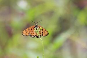 uma lindo borboleta empoleirado em uma selvagem plantar durante uma muito ensolarado dia foto