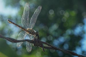 libélula empoleirado em farpado arame, com lindo bokeh natureza fundo foto
