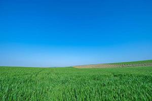 campo verde semeado com céu azul foto