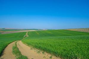 campo verde semeado com céu azul foto