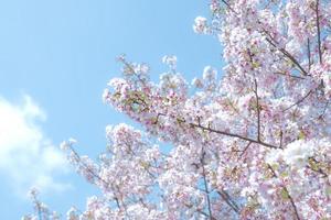 flores de cerejeira contra um céu azul foto