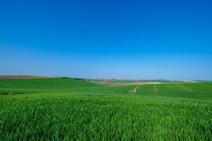 campo verde com céu azul foto