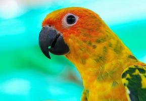 close-up de um papagaio colorido foto