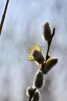 floração salgueiro salix salicaceae contra uma borrado fundo foto