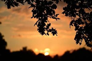 colorida dramático céu com a galho de carvalho dentro a primeiro plano durante pôr do sol foto