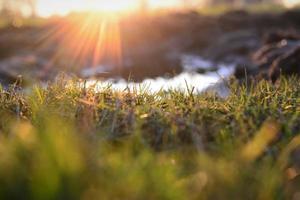 fechar acima do verde Relva e uma poça às pôr do sol foto