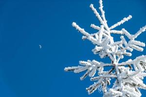 inverno e neve cenário perto faia montanha norte carolina foto