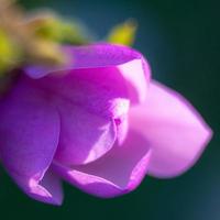roxa magnloia dentro cheio flor dentro a jardim foto
