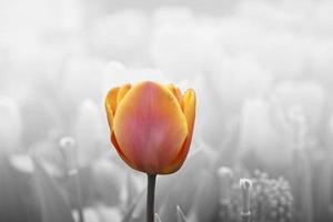 lindas tulipas. fundo de natureza primavera para web banner e design de cartão. foto