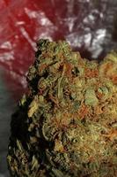 médico maconha flor super brotos recreativo ganja fechar acima botânico estoque fotos grande Tamanho Alto qualidade cannabis sativa família cannabaceae