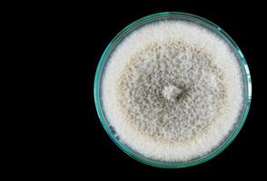 macro do fungos em petri prato isolado em Preto fundo foto