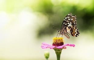 borboleta monarca em uma flor. foto