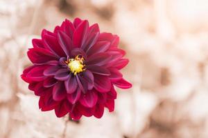 híbrido vermelho dália flor, seletivo foco foto