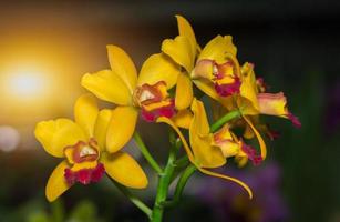 lindo amarelo dendrobium orquídea flor foto