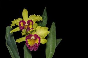 híbrido verde cattleya orquídea flor isolado em Preto foto