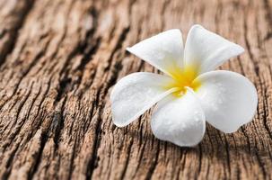 branco plumeria em madeira fundo foto