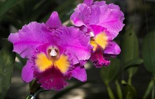 lindo Rosa cattleya orquídea flor foto