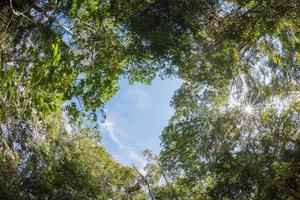 marquise árvore do misturado decíduo floresta dentro tailândia. foto