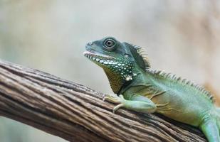 iguana na filial foto