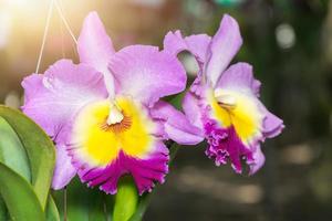 lindo híbrido Rosa cattleya orquídea flor foto