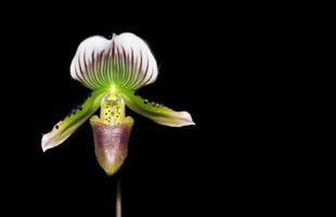 paphiopedilum orquídea flor isolado em Preto fundo foto