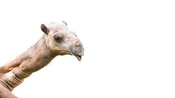 cabeça do camelo isolado foto