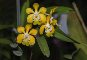 amarelo Aerides orquídea flor em natureza foto