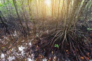 manguezais floresta dentro Tailândia foto