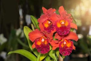 laranja cattleya orquídea flor com luz solar foto