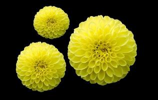 híbrido amarelo dália flor isolado em preto, seletivo foco foto