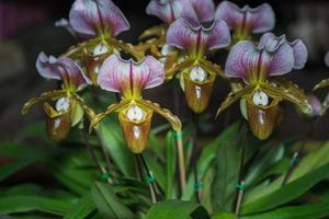 lindo paphiopedilum orquídea flores florescendo foto