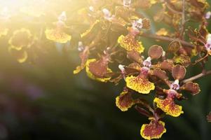 fechadas acima do híbrido amarelo oncídio orquídea flor foto