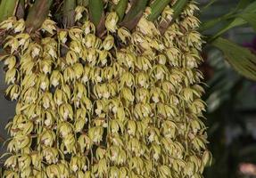 fechadas acima do grammatophyllum orquídea flor foto