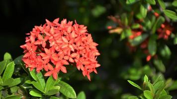 vermelho PIN flores a partir de tailândia. isto pequeno flor espécies tailandês pessoas ligar isto dok khem. foto