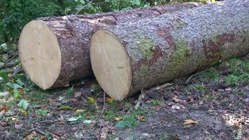 dois troncos de árvore derrubados deitados no chão da floresta foto